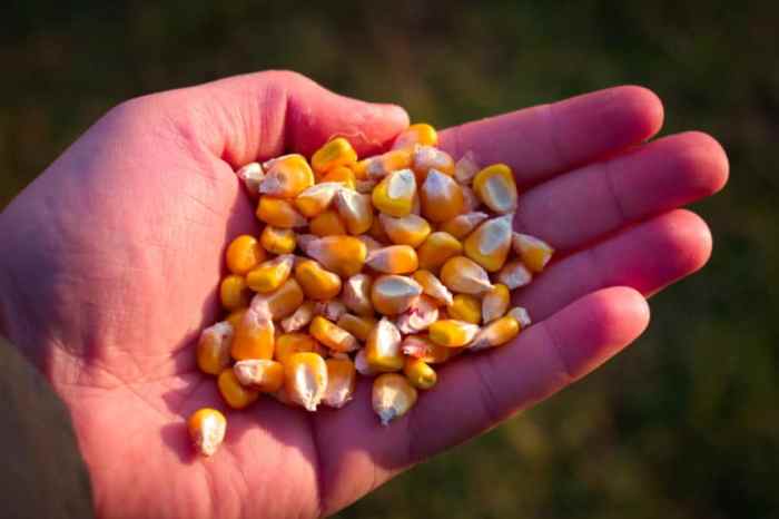 Corn planting cob seedlings