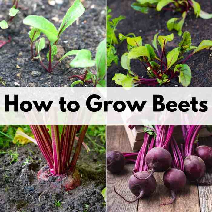 How deep do you plant beets seeds