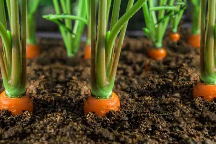 How Deep in Soil to Plant Seeds