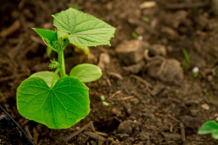 How deep should you plant cucumber seeds