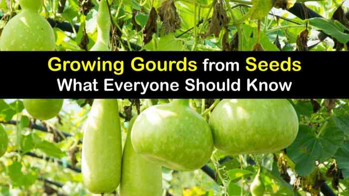 How deep do you plant gourd seeds