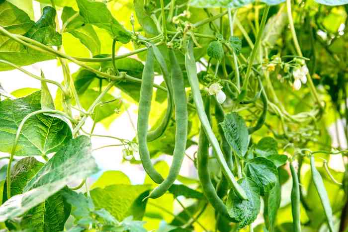 How Deep Should You Plant Green Bean Seeds?