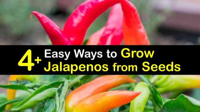 How deep do you plant jalapeno seeds