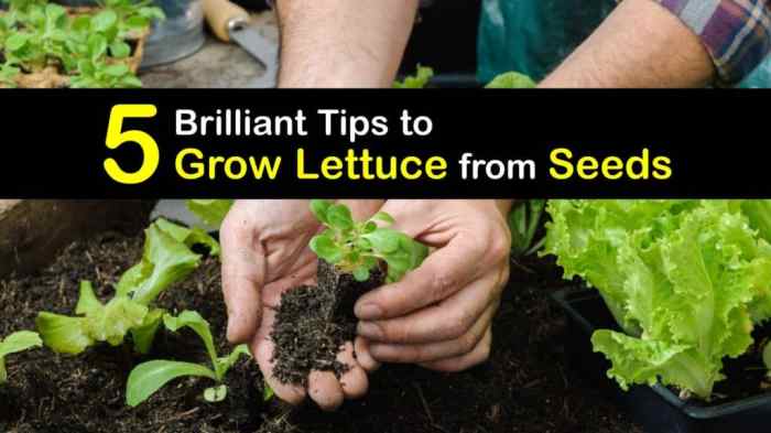 How deep should lettuce seeds be planted