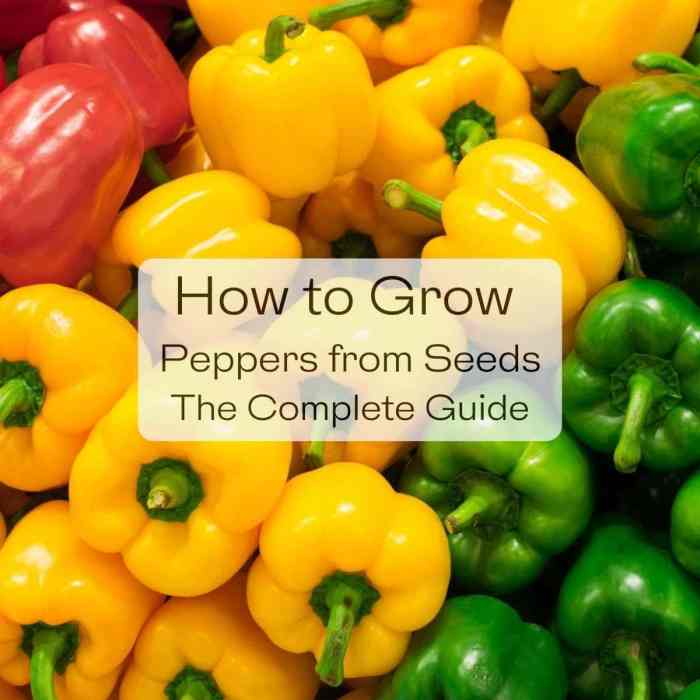 How Deep Should Pepper Seeds Be Planted?