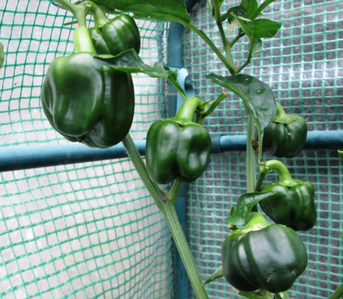 How Deep Should I Plant Bell Pepper Seeds?