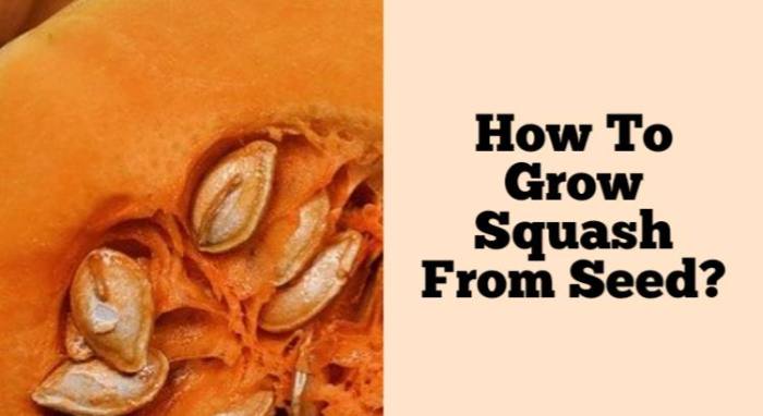 How Deep Do I Plant Squash Seeds?