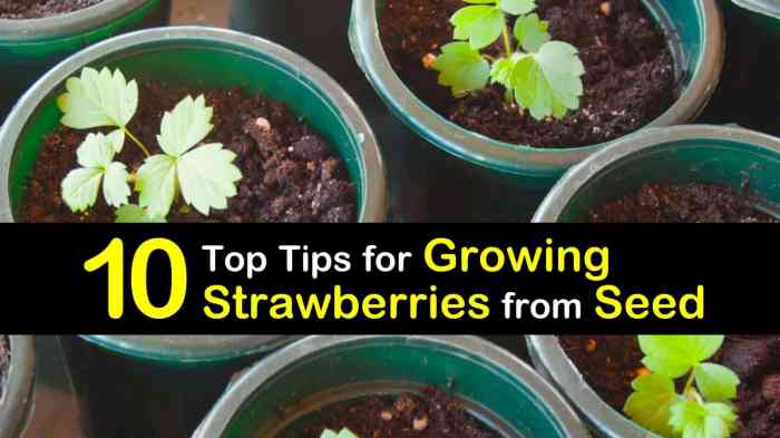 How deep do i plant strawberry seeds