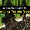 How Deep Do You Plant Turnip Seeds?