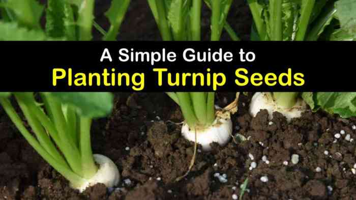 How deep do you plant turnip seeds