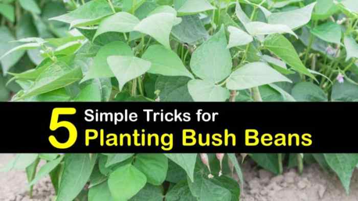 How deep do you plant bush bean seeds