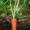 How and When to Plant Carrot Seeds