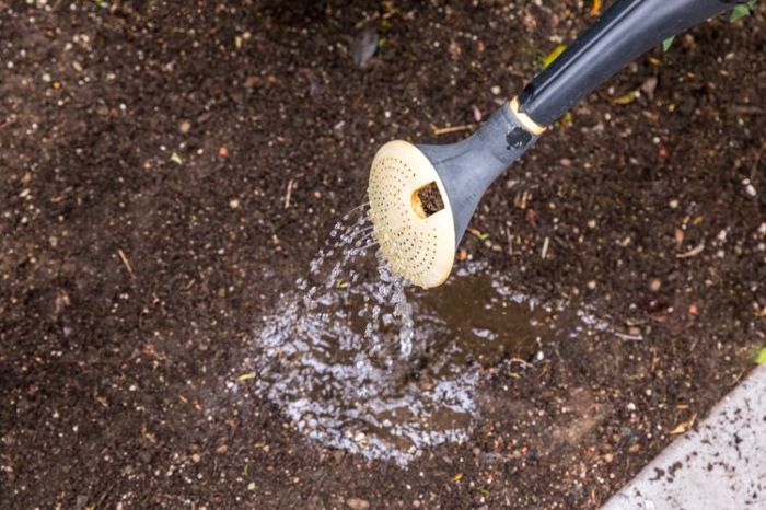 How deep do i plant marigold seeds