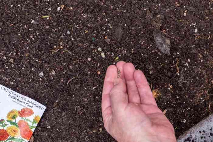 How deep do i plant marigold seeds