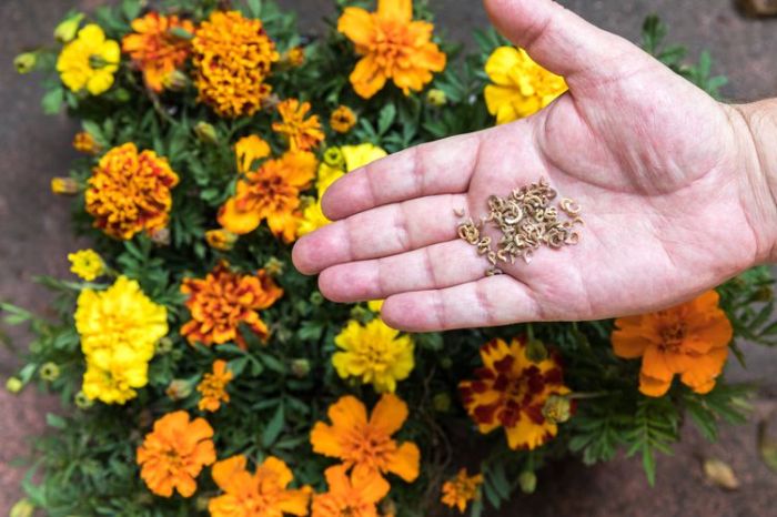 How deep should i plant marigold seeds