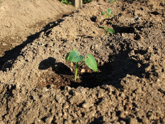 How Deep Should I Plant Okra Seeds?