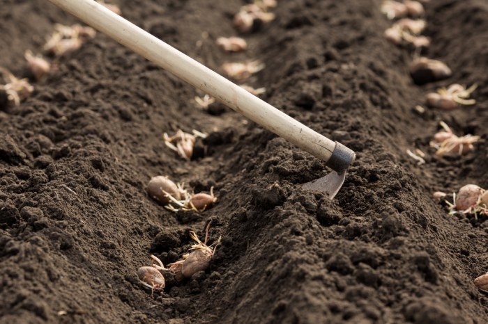 How deep should you plant potato seeds