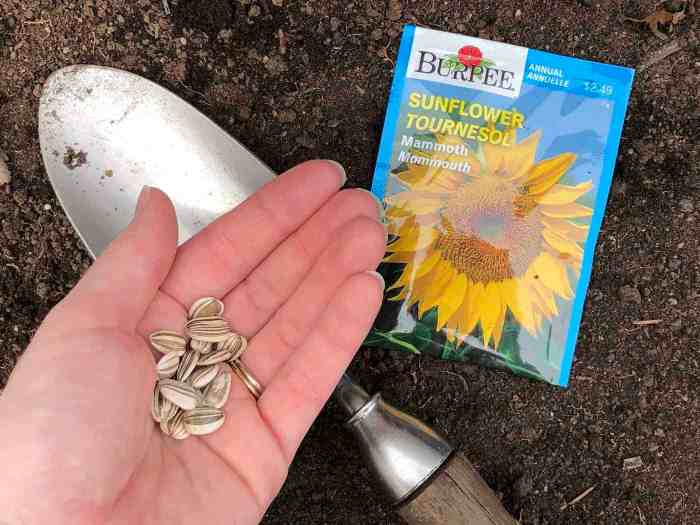 Seed sunflowers planting