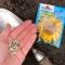 How Best to Plant Sunflower Seeds