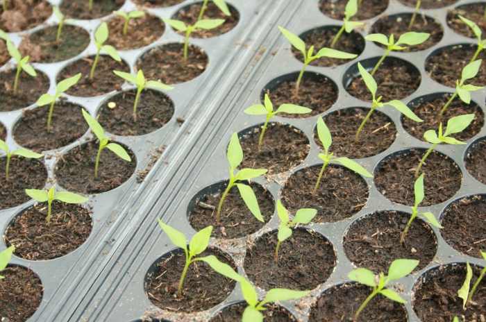 How and when to plant pepper seeds