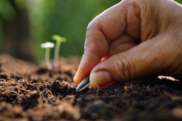 How and When to Plant Sunflower Seeds