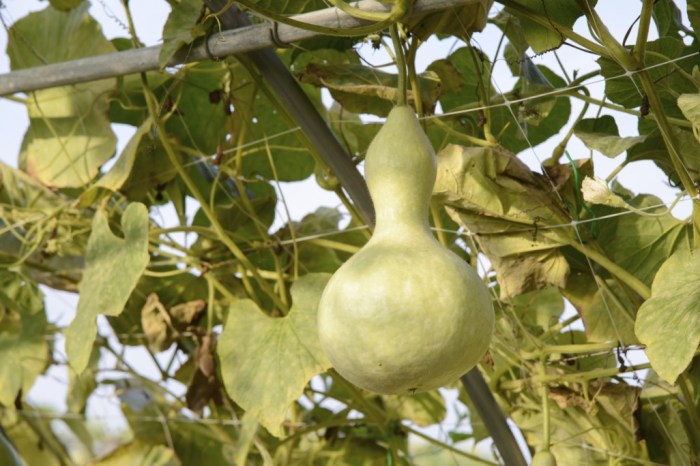 How deep do you plant gourd seeds