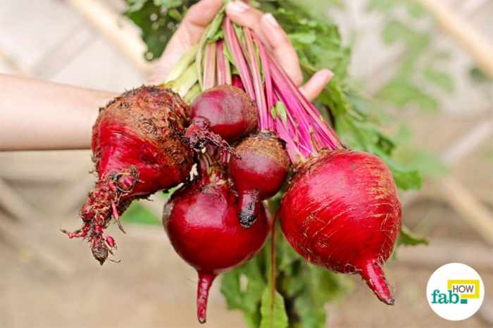 How deep should you plant beet seeds