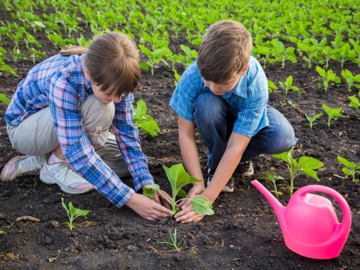 How deep should i plant sunflower seeds