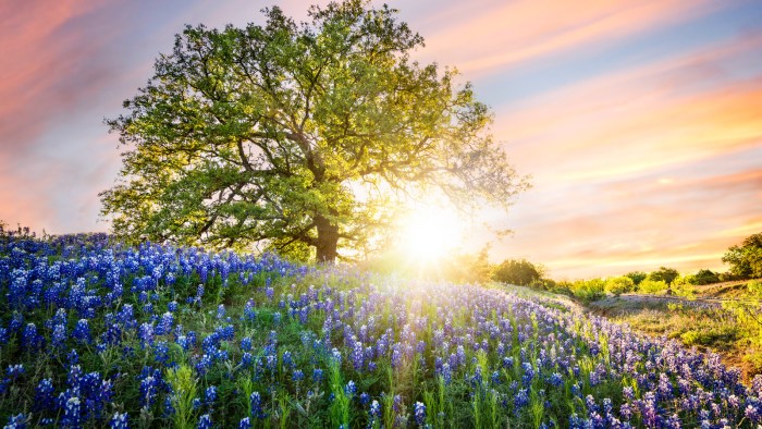 How deep to plant bluebonnet seeds