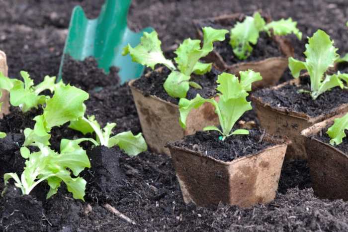 How Deep Should Lettuce Seeds Be Planted?