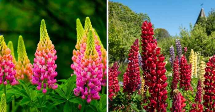 How deep do you plant lupine seeds