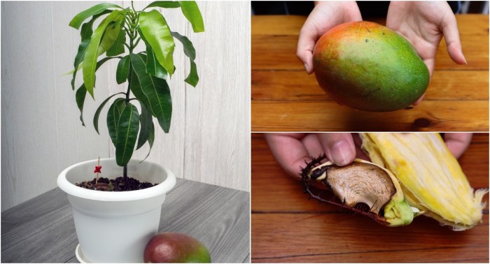 Mangue mango noyau germination planting seeds germer planter et germinated naplesgarden