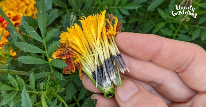 How and when to plant marigold seeds