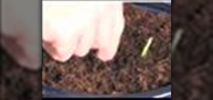 Bonsai seedlings passes separate fertilization pots