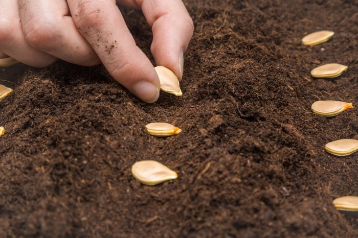 How and when do you plant pumpkin seeds