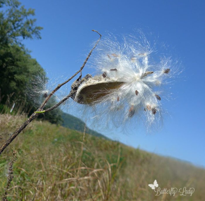 How deep do i plant milkweed seeds