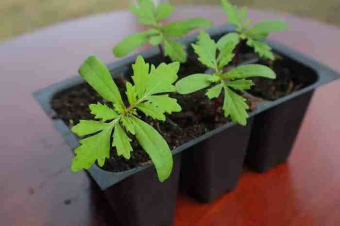 Marigolds seed grow growing planting