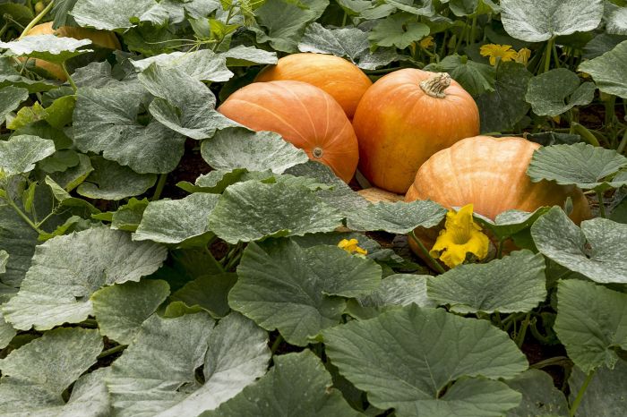 How and when do you plant pumpkin seeds