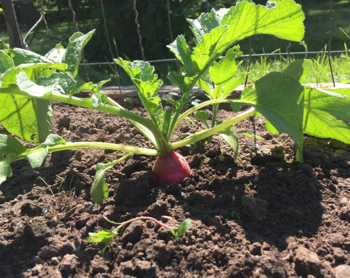 How deep should you plant radish seeds