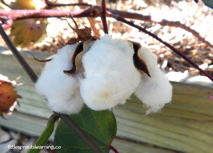 Cotton growing containers