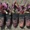 How Deep Plant Beet Seeds A Gardeners Guide