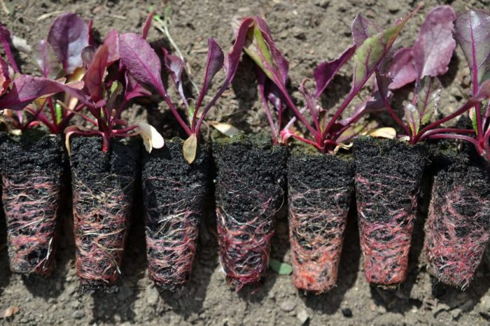 How Deep Plant Beet Seeds A Gardeners Guide