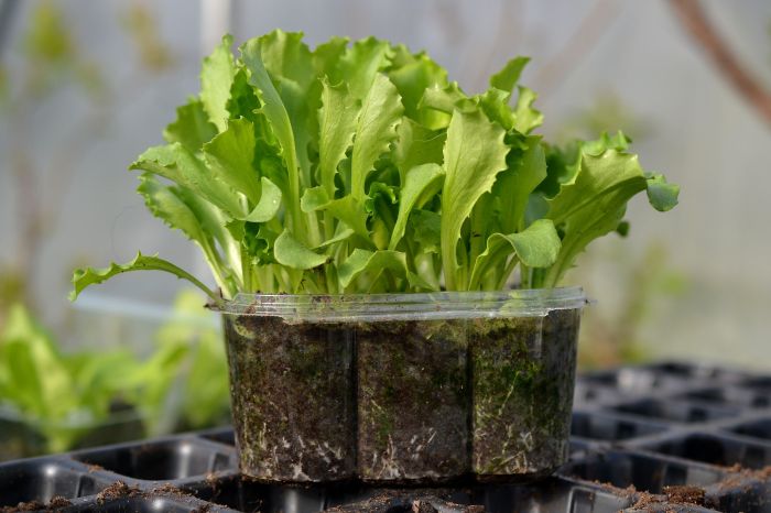 How deep plant lettuce seeds