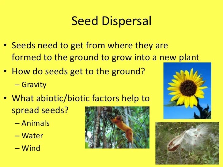 How are plant seeds dispersed