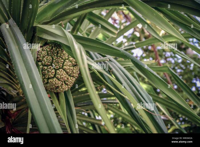 Does pandan plant have seeds