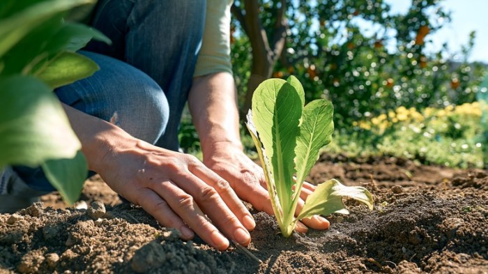 How Deep Should I Plant Weed Seeds?