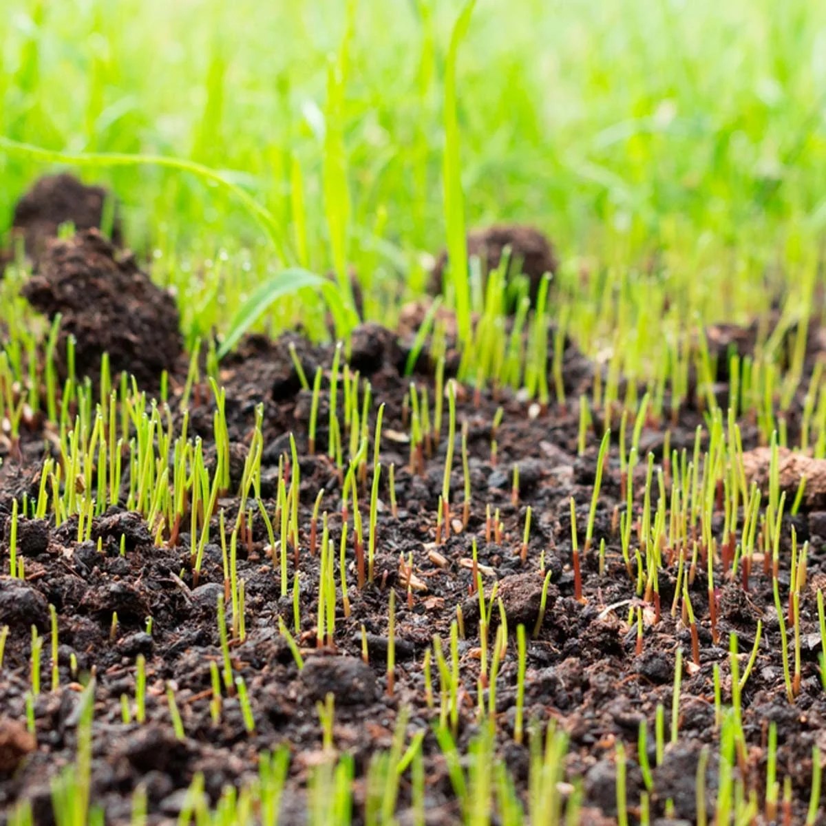 How deep should i plant grass seed