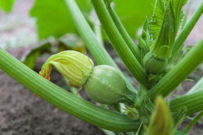 How deep do i plant zucchini seeds