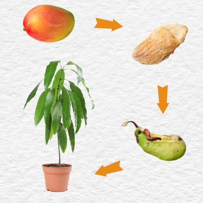 How can i plant a mango seed