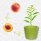 How Deep Should You Plant a Peach Seed?